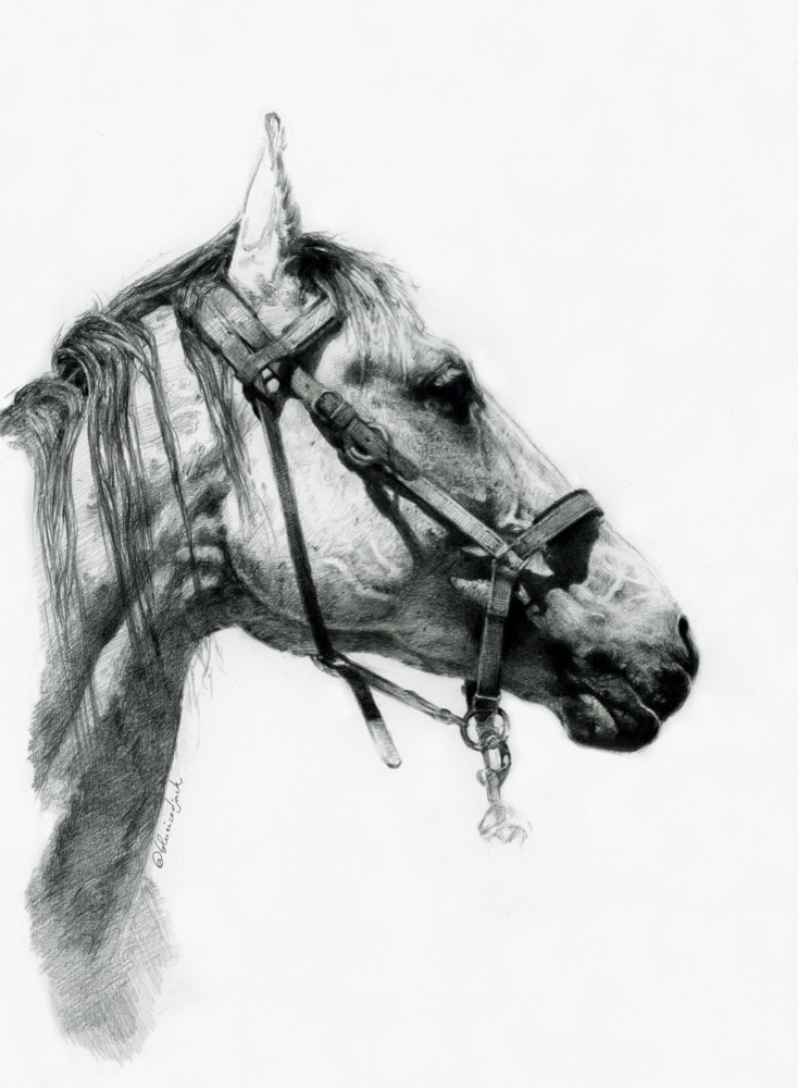 Portrait animalier au graphite